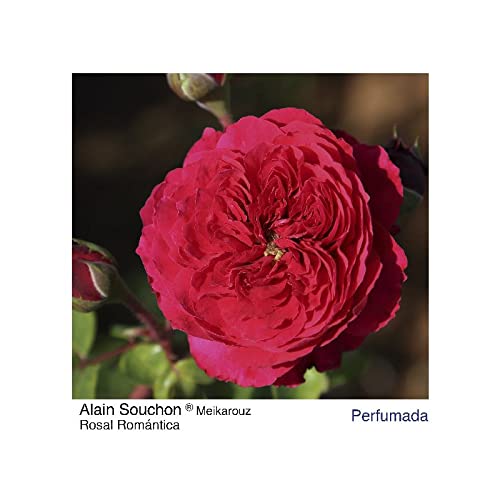 Verdecora Rosal Inglés | Planta Natural con Flor | Rosa Perfumada de plantación (Color Rojo Alain Souchon)