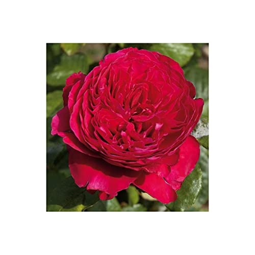 Verdecora Rosal Inglés | Planta Natural con Flor | Rosa Perfumada de plantación (Color Rojo Alain Souchon)