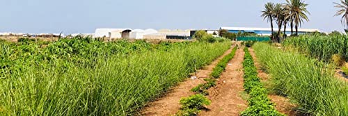 Vetiver Planta Ecológica La Brasileña, OFERTA 100 Esquejes. depuración de aguas, control de erosión, Estabilización de taludes, infértil, no invasiva, raíz desnuda.