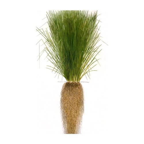 Vetiver Planta Ecológica La Brasileña, OFERTA 100 Esquejes. depuración de aguas, control de erosión, Estabilización de taludes, infértil, no invasiva, raíz desnuda.