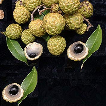 Vistaric 5 Unids/pack Semillas de Árbol de Lichi Semillas de Árboles Frutales al Aire Libre para Plantar un Jardín en Casa Baison 1