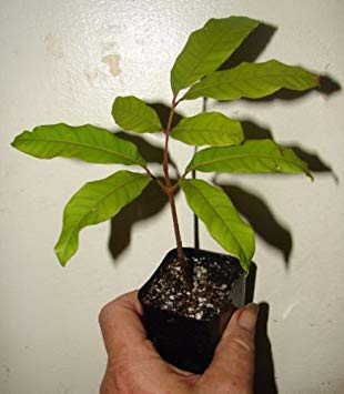 Vistaric 5 Unids/pack Semillas de Árbol de Lichi Semillas de Árboles Frutales al Aire Libre para Plantar un Jardín en Casa Baison 1