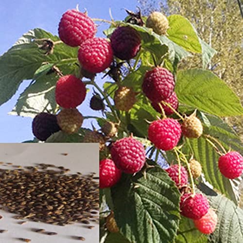 Voldrew Semillas de frambuesa, 100 unids/bolsa de semillas de frambuesa prolíficas viables, bien adaptados, comestibles, jardín, plántulas de frutas para patio Amarillo Semillas de frambuesa