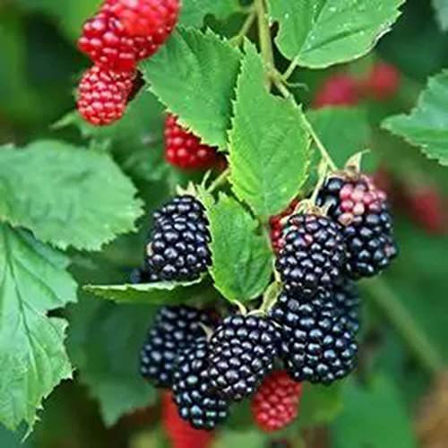 Voldrew Semillas de frambuesa, 100 unids/bolsa de semillas de frambuesa prolíficas viables, bien adaptados, comestibles, jardín, plántulas de frutas para patio Amarillo Semillas de frambuesa