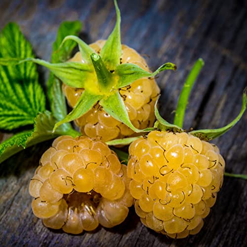 Voldrew Semillas de frambuesa, 100 unids/bolsa de semillas de frambuesa prolíficas viables, bien adaptados, comestibles, jardín, plántulas de frutas para patio Amarillo Semillas de frambuesa