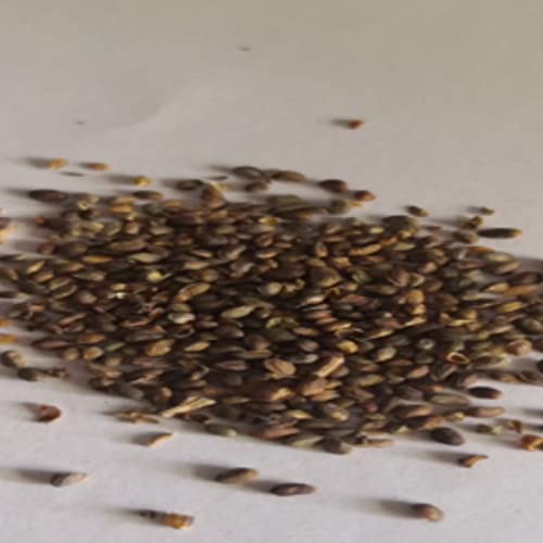 Voldrew Semillas de frambuesa, 100 unids/bolsa de semillas de frambuesa prolíficas viables, bien adaptados, comestibles, jardín, plántulas de frutas para patio Amarillo Semillas de frambuesa