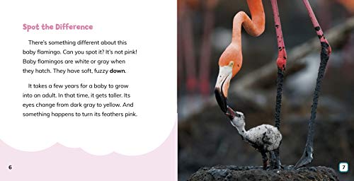 Why Are Flamingos Pink? (Amazing Animal Q&As)