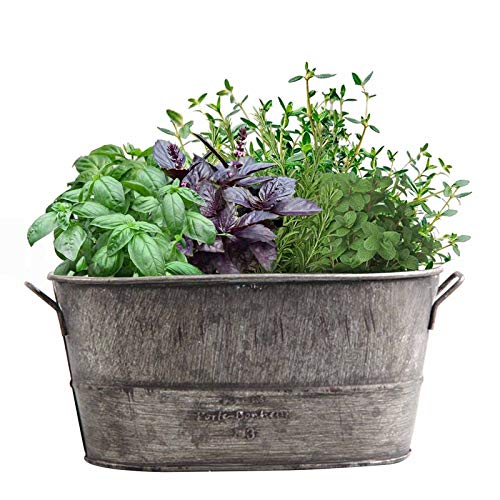 WT-DDJJK Suministros de jardinería, Maceta Decorativa para Plantas de jardín, Maceta suculenta Vintage, Capa de Zinc, Cajas de Cubo FLO, Rebajas de Viernes Negro 2020