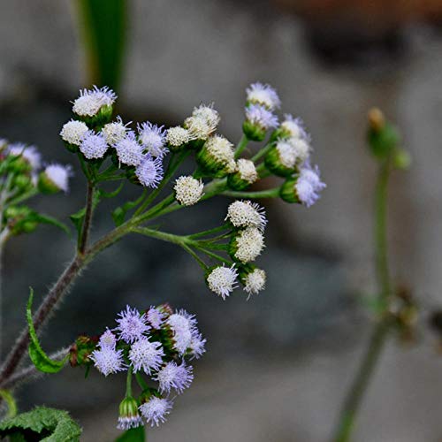 XINDUO Semillas de macetas de Flores,Semillas de almizcle de Plantas de jardinería-0.5kg,perennes Resistentes para balcón