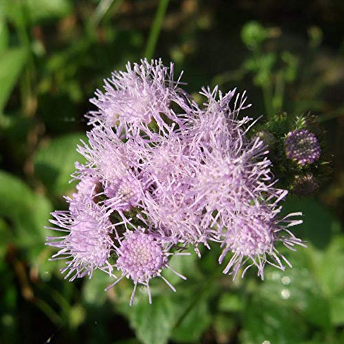 XINDUO Semillas de macetas de Flores,Semillas de almizcle de Plantas de jardinería-0.5kg,perennes Resistentes para balcón
