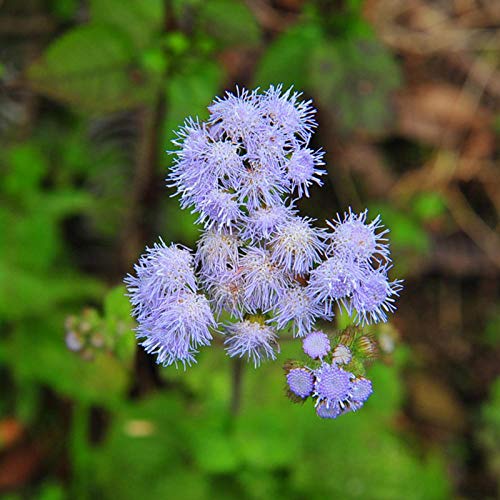 XINDUO Semillas de macetas de Flores,Semillas de almizcle de Plantas de jardinería-0.5kg,perennes Resistentes para balcón