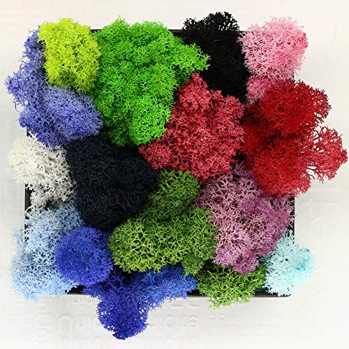 Yw-Flower Musgo de Finlandia, Musgo de Reno seco Natural preservado, decoración de Patio de jardín en casa, 20 Colores, 500 g/Caja