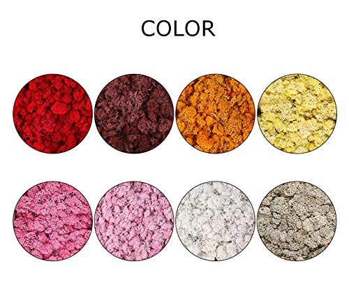 Yw-Flower Musgo de Finlandia, Musgo de Reno seco Natural preservado, decoración de Patio de jardín en casa, 20 Colores, 500 g/Caja