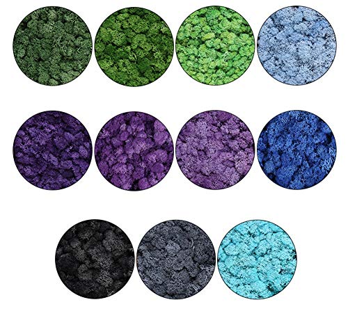 Yw-Flower Musgo de Finlandia, Musgo de Reno seco Natural preservado, decoración de Patio de jardín en casa, 20 Colores, 500 g/Caja