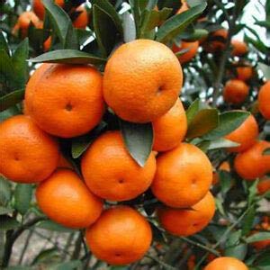zumari 100 semillas de fruta de mandarina