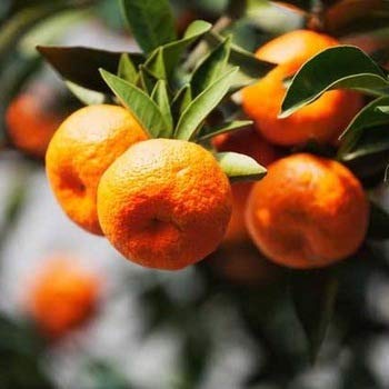 zumari 100 semillas de fruta de mandarina