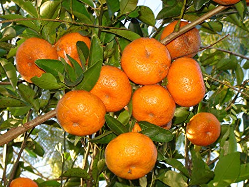 zumari 100 semillas de fruta de mandarina