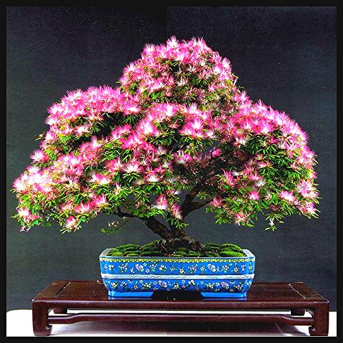 20 Semillas Piezas Bonsai Albizia flor llamada la semilla del árbol de seda Mimosa raras plantas de jardín en maceta Flores del arco iris del pote