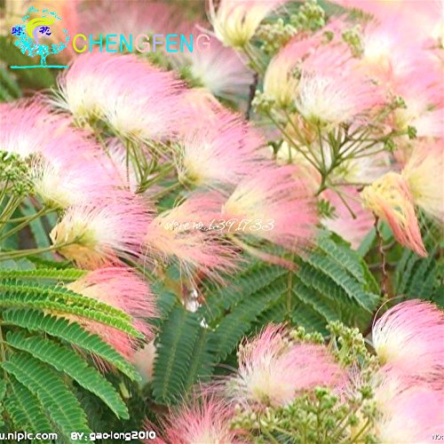 20 Semillas Piezas Bonsai Albizia flor llamada la semilla del árbol de seda Mimosa raras plantas de jardín en maceta Flores del arco iris del pote