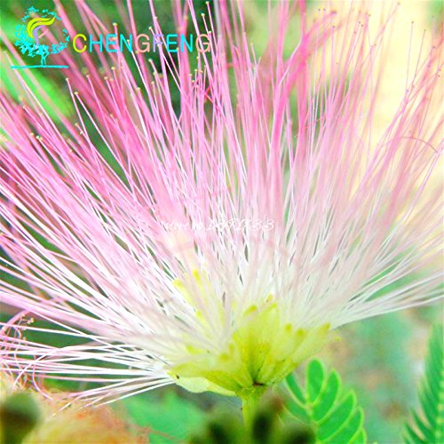 20 Semillas Piezas Bonsai Albizia flor llamada la semilla del árbol de seda Mimosa raras plantas de jardín en maceta Flores del arco iris del pote