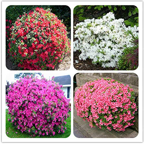 30 semillas de azalea, semillas de rododendro raras Simsii Home Garden para semillas de flores