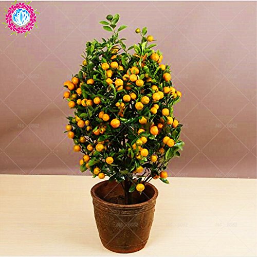 40pcs Árboles Frutales semillas plantadas Dwarf Semillas dulce orgánico del kumquat frutas de naranja en maceta semillas semillas de mandarina Citrus jardín Bonsai