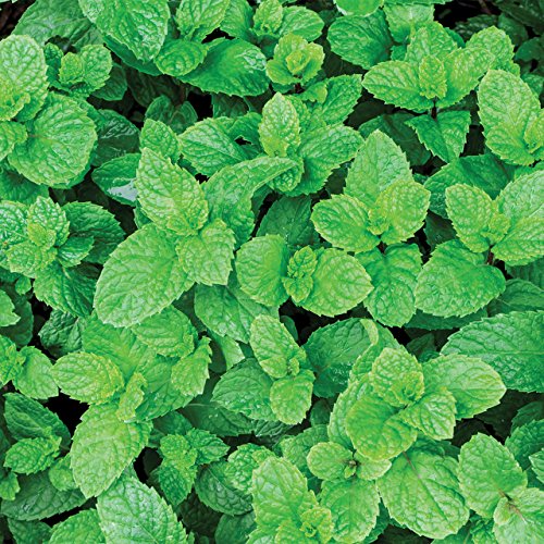 Aroma de Menta 100% Natural PME 25 ml