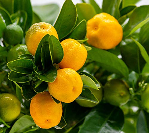 Calamondin - naranjo enano de interior - cítricos comestibles - maceta ceramica 14cm - planta viva