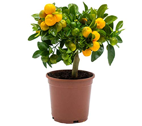 Calamondin - naranjo enano de interior - cítricos comestibles - maceta ceramica 14cm - planta viva