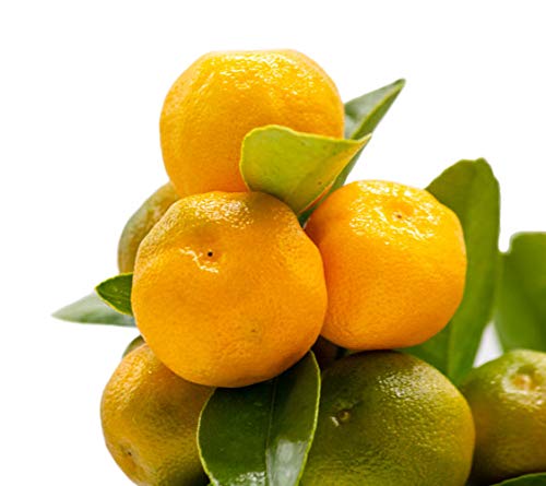 Calamondin - naranjo enano de interior - cítricos comestibles - maceta ceramica 14cm - planta viva