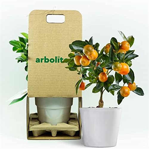 Calamondin - naranjo enano de interior - cítricos comestibles - maceta ceramica 14cm - planta viva