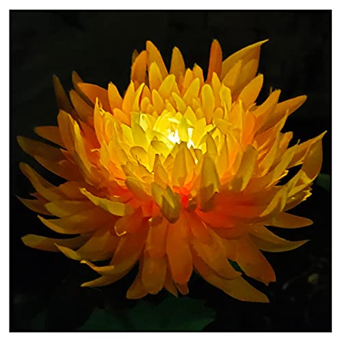 CUI Las Mejores Luces Solares Lámparas De Flores Solares De Larga Duración, Crisantemo, Luces De Flores Solares Led(Size:2PCS,Color:Amarillo)