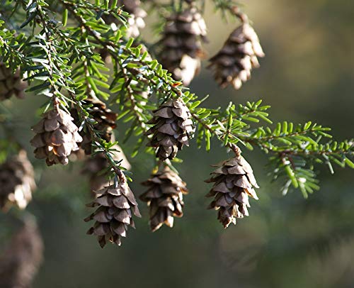 Genipap 100 piezas de semillas de árboles de cicuta de montaña