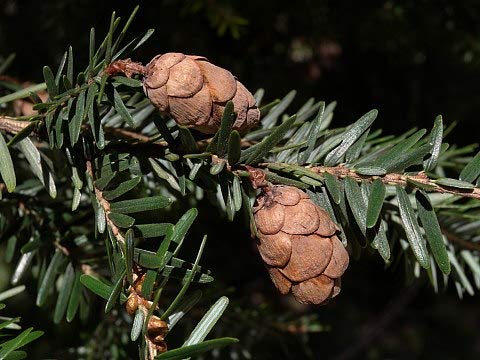 Genipap 100 piezas de semillas de árboles de cicuta de montaña