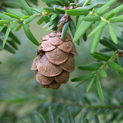 Genipap 100 piezas de semillas de árboles de cicuta de montaña