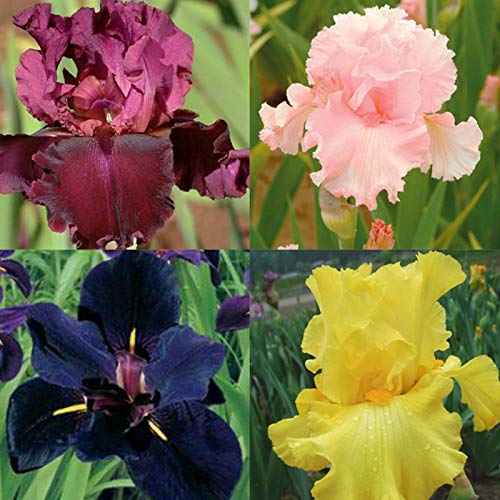 Iris Germanica Semillas, 50Pcs / Bolsa Iris Germanica semillas viables Semillas Perenne flor fresca natural para Balcón