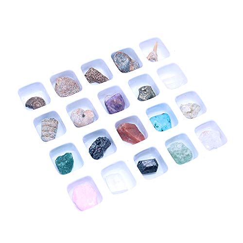 Namvo Juego de 20 piezas de minerales naturales mixtos de piedras naturales fósiles animales para la escuela educación geológica decoración del hogar regalo para niños