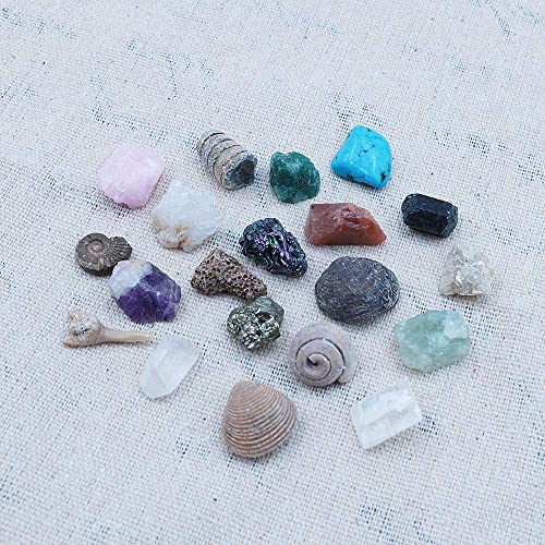 Namvo Juego de 20 piezas de minerales naturales mixtos de piedras naturales fósiles animales para la escuela educación geológica decoración del hogar regalo para niños