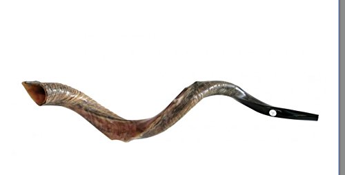 Pulido media Judaica World Of media bocina Shofar Kudu yemenita Natural