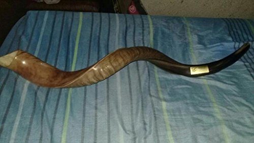 Pulido media Judaica World Of media bocina Shofar Kudu yemenita Natural
