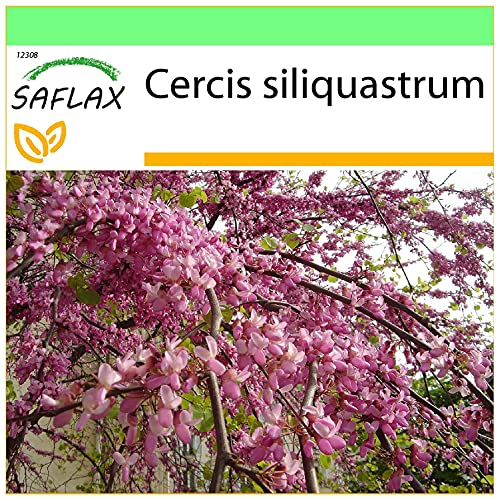 SAFLAX - Árbol del amor - 60 semillas - Cercis siliquastrum