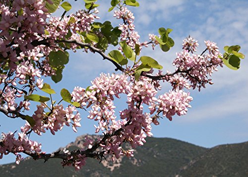SAFLAX - Árbol del amor - 60 semillas - Cercis siliquastrum