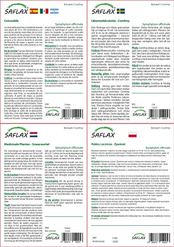 SAFLAX - Consuelda - 15 semillas - Symphytum officinale