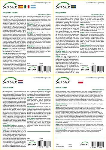 SAFLAX - Drago de Canarias - 5 semillas - Con sustrato estéril para cultivo - Dracaena Draco