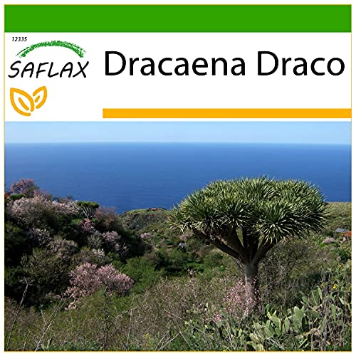 SAFLAX - Drago de Canarias - 5 semillas - Con sustrato estéril para cultivo - Dracaena Draco