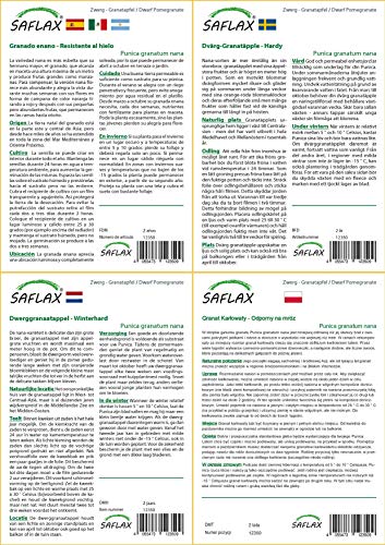 SAFLAX - Granado enano - 50 semillas - Punica granatum nana