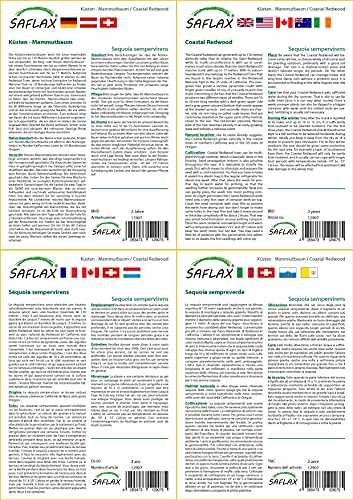SAFLAX - Set regalo - Secuoya roja - 50 semillas - Con caja regalo/envío, etiqueta para envío, tarjeta de felicitación y sustrato de cultivo y fertilizante - Sequoia sempervirens