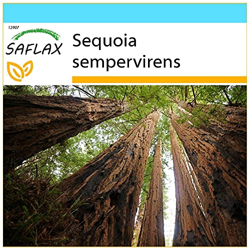 SAFLAX - Set regalo - Secuoya roja - 50 semillas - Con caja regalo/envío, etiqueta para envío, tarjeta de felicitación y sustrato de cultivo y fertilizante - Sequoia sempervirens