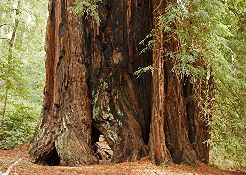 SAFLAX - Set regalo - Secuoya roja - 50 semillas - Con caja regalo/envío, etiqueta para envío, tarjeta de felicitación y sustrato de cultivo y fertilizante - Sequoia sempervirens