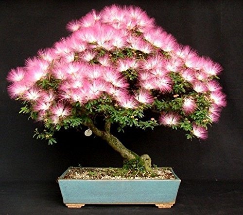 Samanea Julibrissin Mimosa Bonsái Persa Árbol de Seda Rosa 10 Semillas Raras